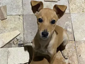 Cachorro raça SRD idade 2 a 6 meses nome Cocada 