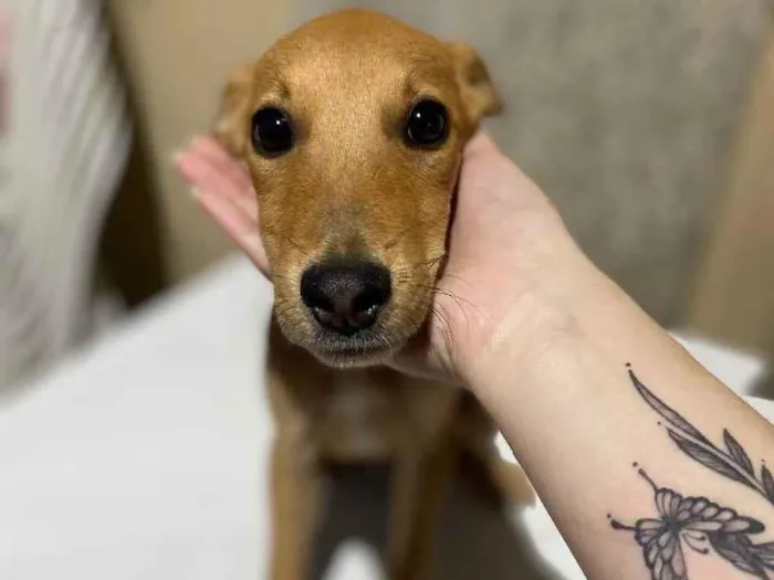 Cachorro ra a SRD idade 2 a 6 meses nome Cocada 