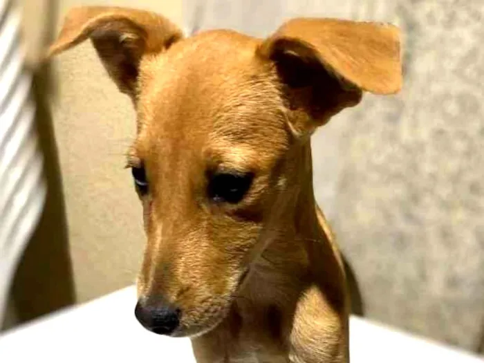 Cachorro ra a SRD idade 2 a 6 meses nome Cocada 