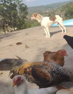 Cachorro ra a Mestiço americano idade 4 anos nome Betovem