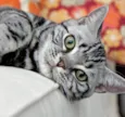 Tom 