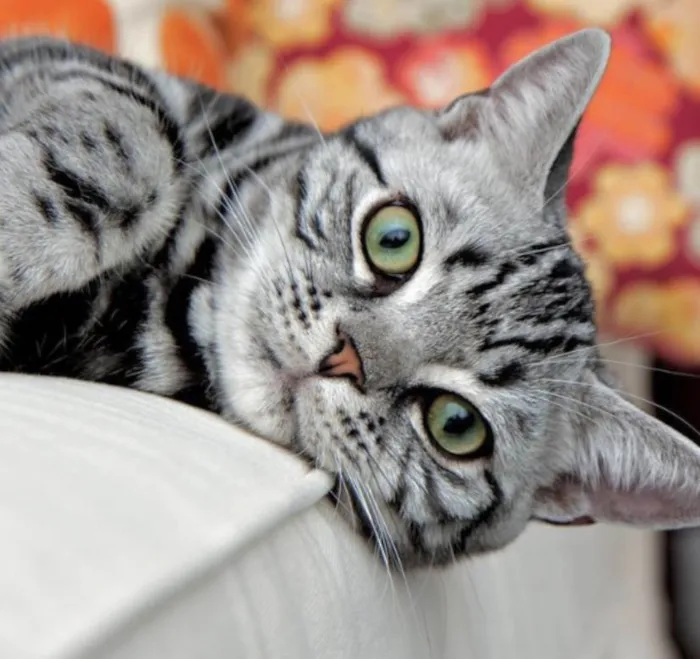 Gato ra a Mestiço  idade 2 a 6 meses nome Tom 