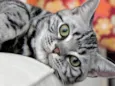 Tom 