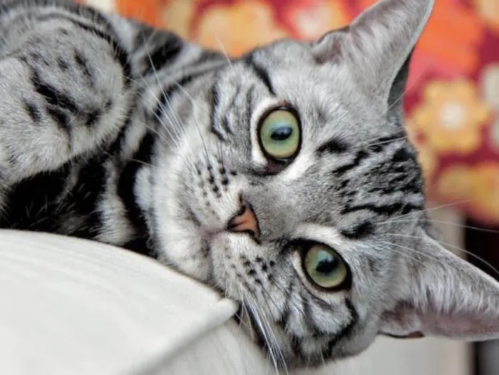 Gato ra a Mestiço  idade 2 a 6 meses nome Tom 