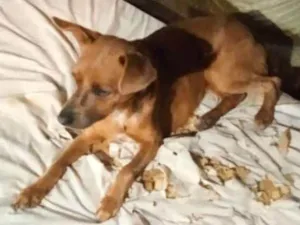 Cachorro raça Vira lata idade 2 anos nome Barney 