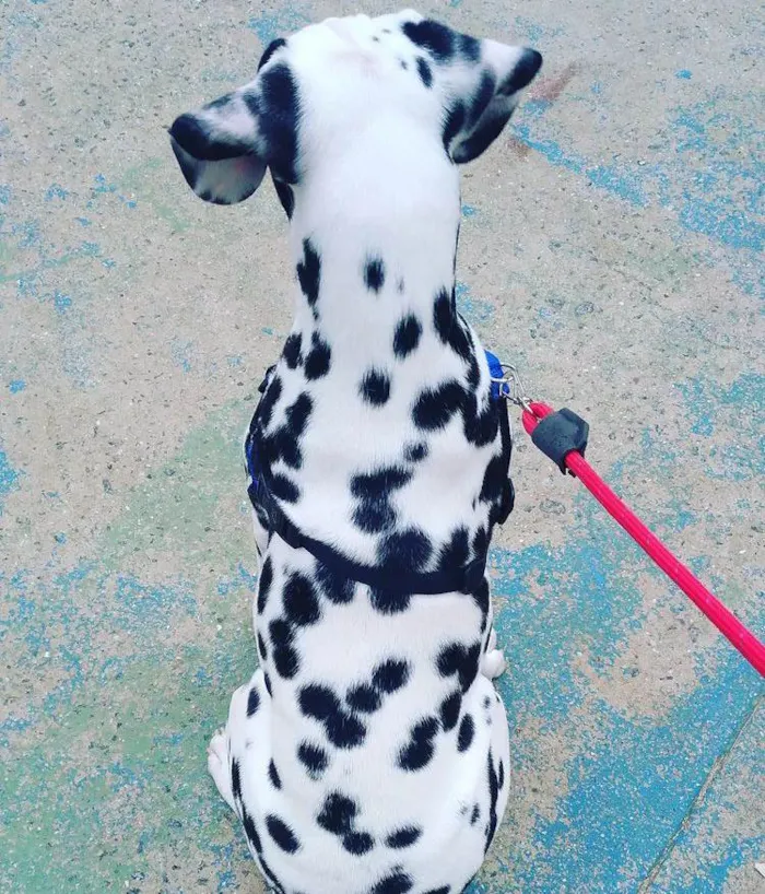 Cachorro ra a Dalmata  idade 7 a 11 meses nome Crystal 