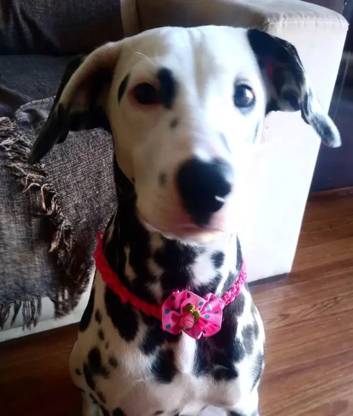 Cachorro ra a Dalmata  idade 7 a 11 meses nome Crystal 