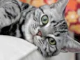 Tom 