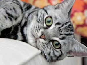 Gato raça Mestiço  idade 2 a 6 meses nome Tom 
