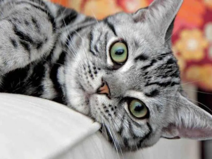 Gato ra a Mestiço  idade 2 a 6 meses nome Tom 