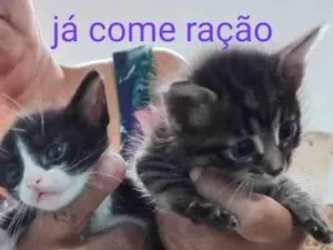 Gato raça SRD idade Abaixo de 2 meses nome Menina e Menino