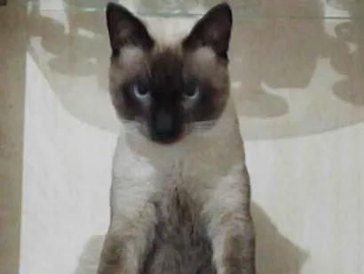 Gato raça Siamês idade 1 ano nome Chikito