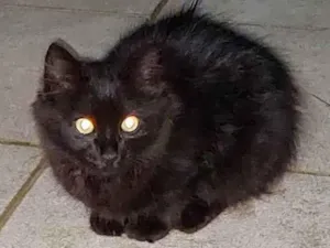 Gato raça Sem raça definida  idade 2 a 6 meses nome Luna