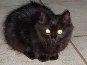 Gato raça Sem raça definida  idade 7 a 11 meses nome Luna