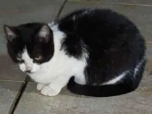 Gato raça Sem raça definida idade 2 a 6 meses nome Tainá 