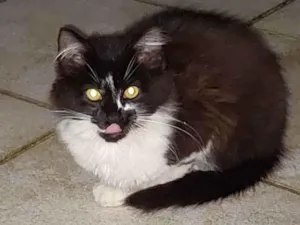Gato raça Sem raça definida idade 2 a 6 meses nome Talita