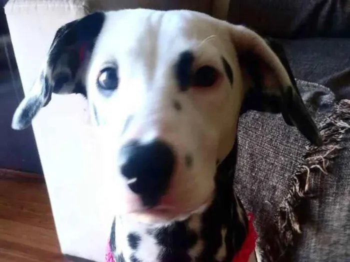 Cachorro ra a Dalmata  idade 7 a 11 meses nome Crystal 