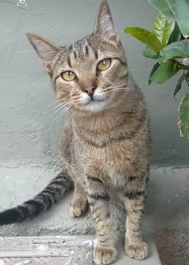Gato ra a srd tigradinho idade 7 a 11 meses nome TIQUINHO