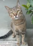 TIQUINHO