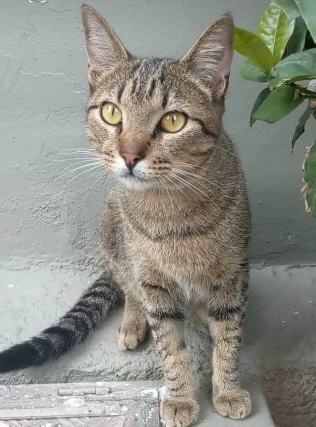 Gato ra a srd tigradinho idade 7 a 11 meses nome TIQUINHO