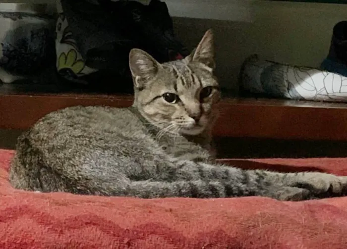 Gato ra a srd tigradinho idade 7 a 11 meses nome TIQUINHO