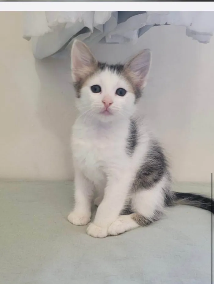 Gato raça Srd idade 2 a 6 meses nome Jasmine