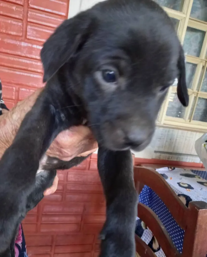 Cachorro ra a SRD idade Abaixo de 2 meses nome Chico