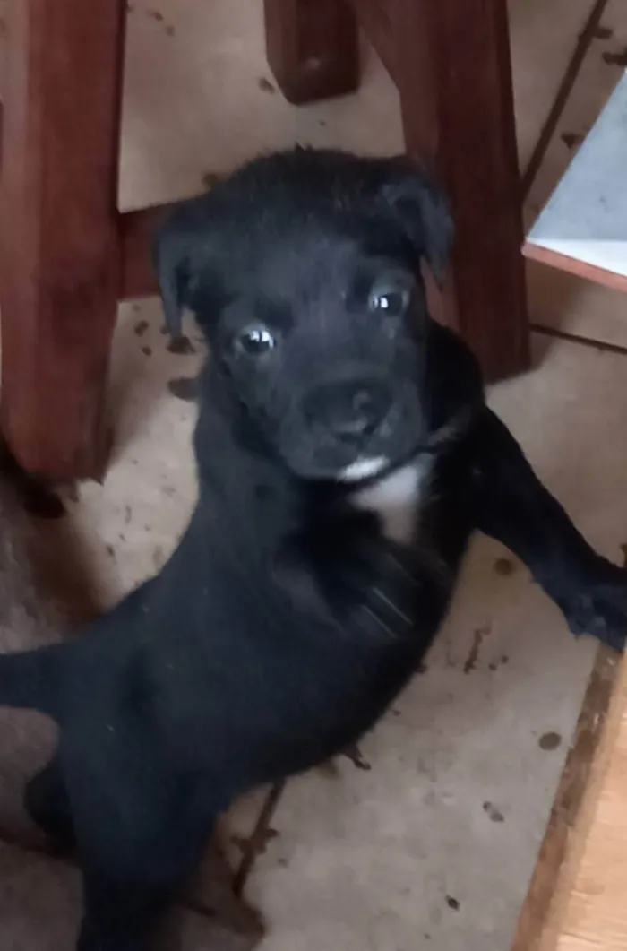 Cachorro ra a SRD idade Abaixo de 2 meses nome Chico