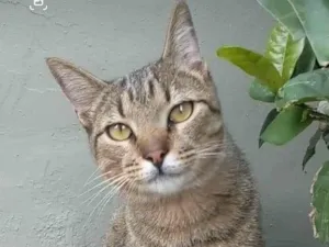 Gato raça srd tigradinho idade 7 a 11 meses nome TIQUINHO