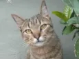 TIQUINHO