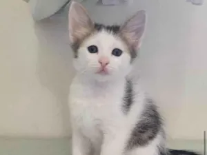 Gato raça Srd idade 2 a 6 meses nome Jasmine