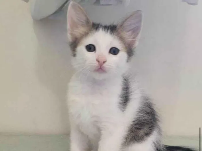 Gato raça Srd idade 2 a 6 meses nome Jasmine