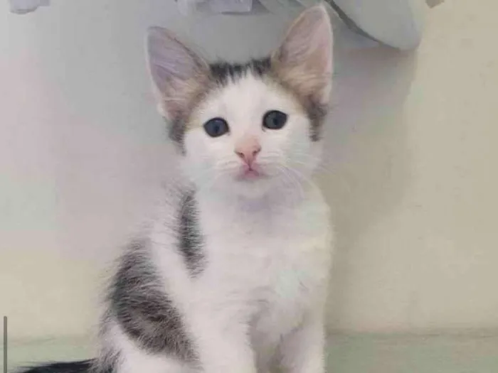 Gato raça Srd idade 2 a 6 meses nome Jasmine