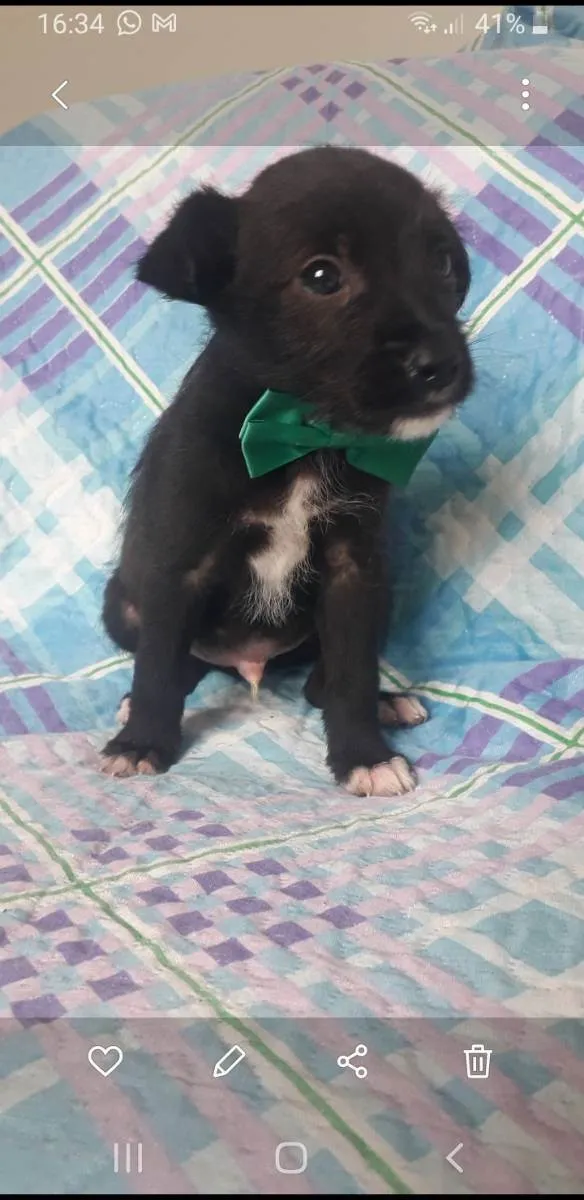 Cachorro raça Srd idade 2 a 6 meses nome Toby