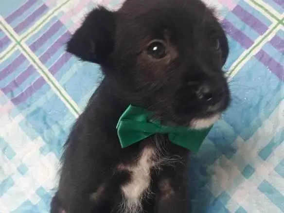 Cachorro raça Srd idade 2 a 6 meses nome Toby