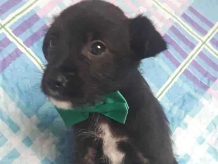 Cachorro raça Srd idade 2 a 6 meses nome Toby