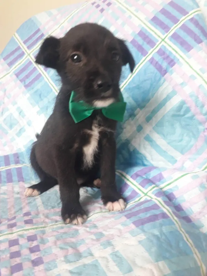 Cachorro raça Srd idade 2 a 6 meses nome Apolo