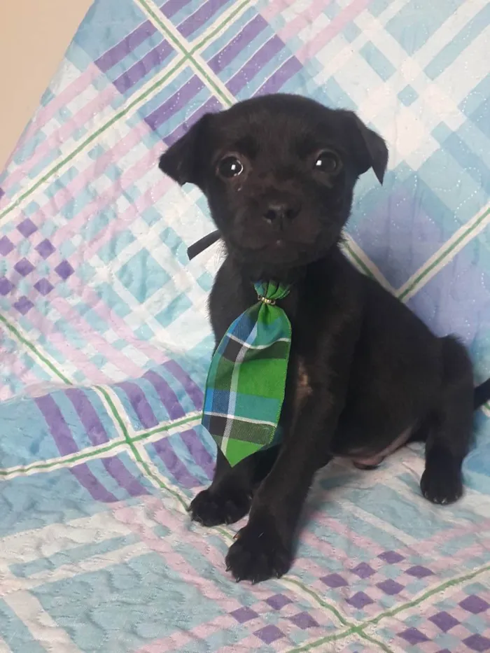 Cachorro raça Srd idade 2 a 6 meses nome Apolo