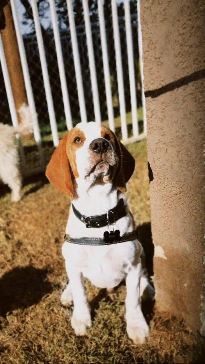 Cachorro ra a Beagle idade 7 a 11 meses nome Haxi
