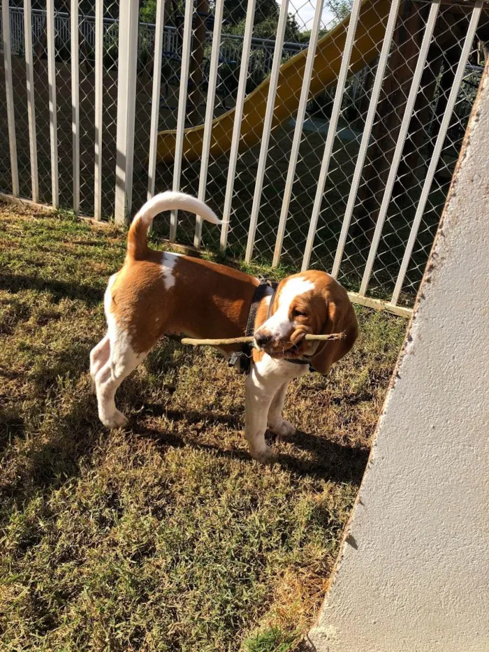 Cachorro ra a Beagle idade 7 a 11 meses nome Haxi