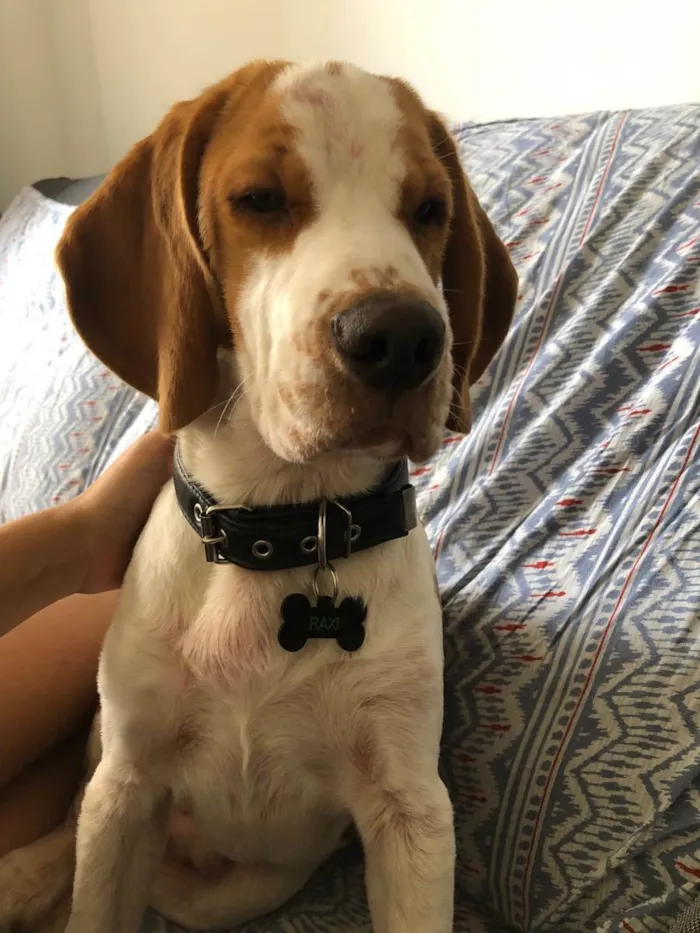 Cachorro ra a Beagle idade 7 a 11 meses nome Haxi