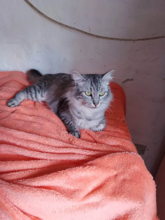 Gato raça Srd idade 1 ano nome Ísis 