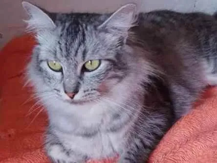 Gato raça Srd idade 1 ano nome Ísis 