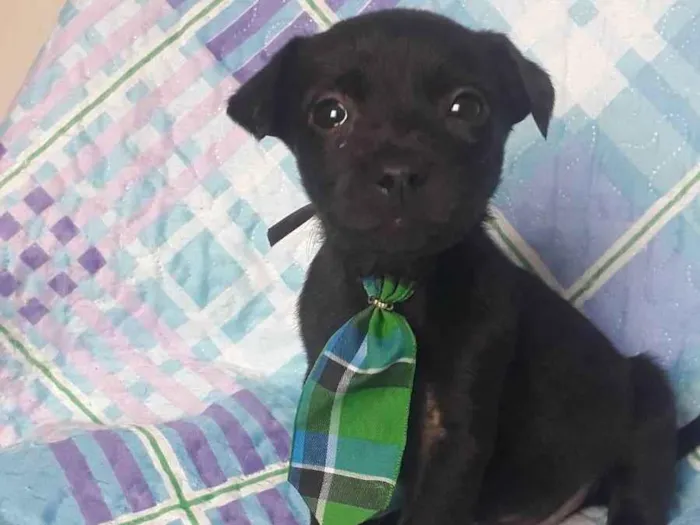 Cachorro raça Srd idade 2 a 6 meses nome Apolo