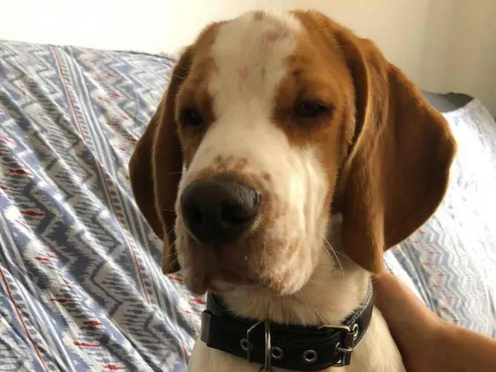 Cachorro ra a Beagle idade 7 a 11 meses nome Haxi