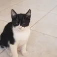 Gato raça Felino SRD idade 2 a 6 meses nome Frajola