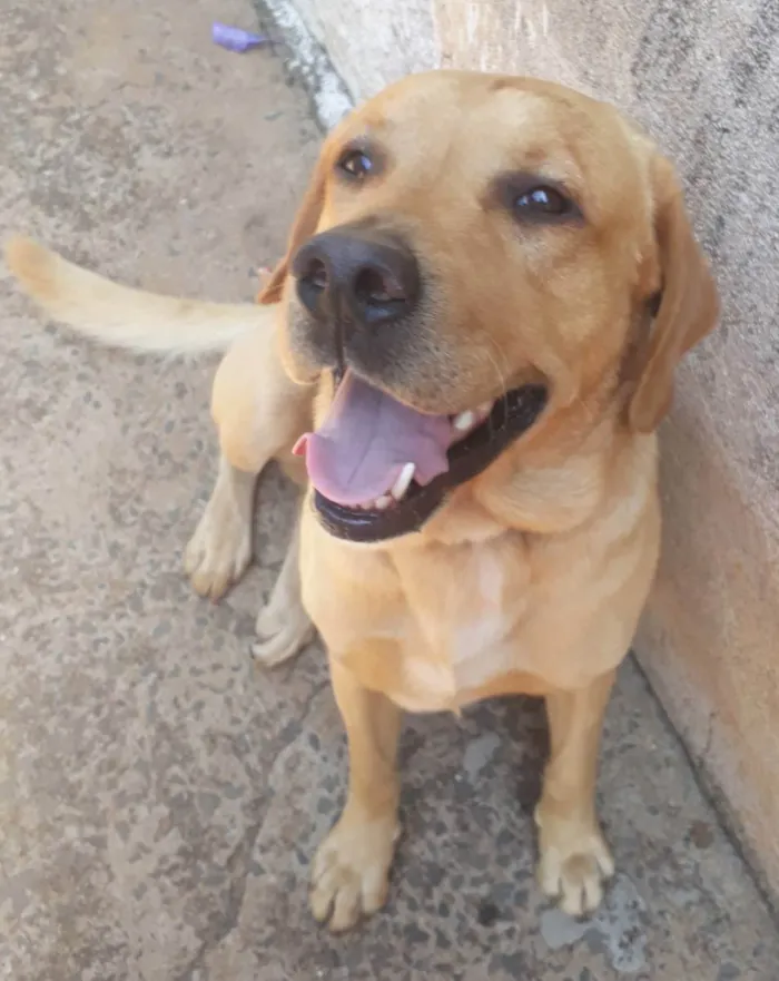 Cachorro ra a Labrador idade  nome Max