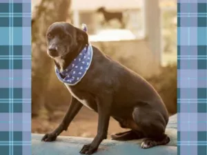 Cachorro raça SRD idade 6 ou mais anos nome PRETO