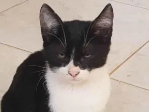 Gato raça Felino SRD idade 2 a 6 meses nome Frajola
