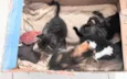 Gatos filhotes